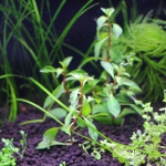 植栽から1日目